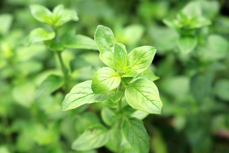 basil and oregano is a good choice for thyme substitute