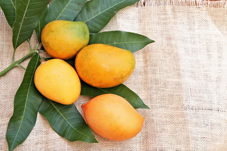 mango-is-a-citrus-fruit