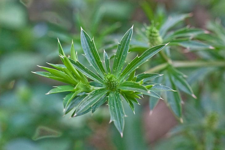 coriander-substitute-Eryngium-Foetidum Eryngium Foetidum is a good choice for coriander substitute
