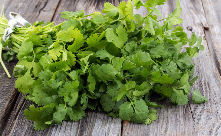 what is coriander and benefit