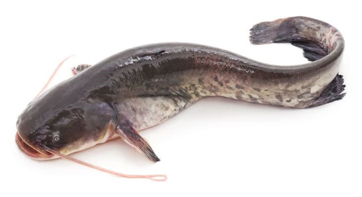 Type-of-catfish there are many kinds of catfish