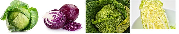various of cabbage types