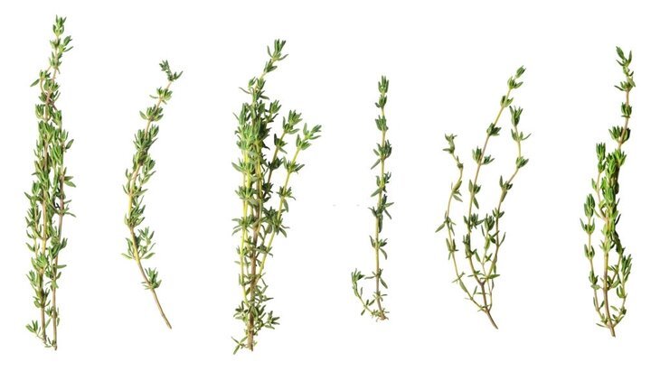 what is sprig of thyme