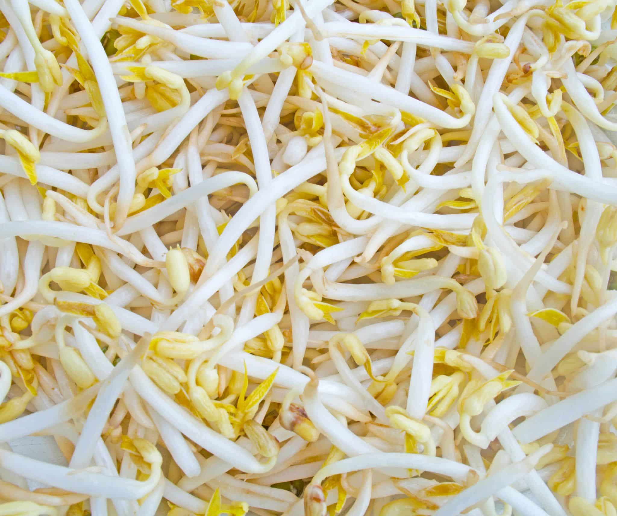 Top Substitutes for Bean Sprouts