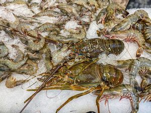 How long can the freezer-burn shrimp last