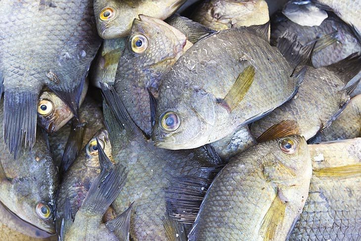 The Ultimate Guide on How To Tell If Tilapia Is Bad?