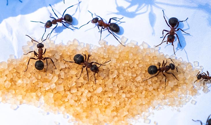 what do ants taste like