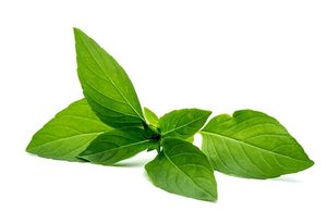 10 Best Alternatives Used As A Substitute For Thai Basil In Cooking