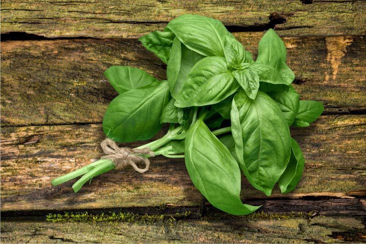 Finding A Basil Substitute? Top 8 Options You Must Know