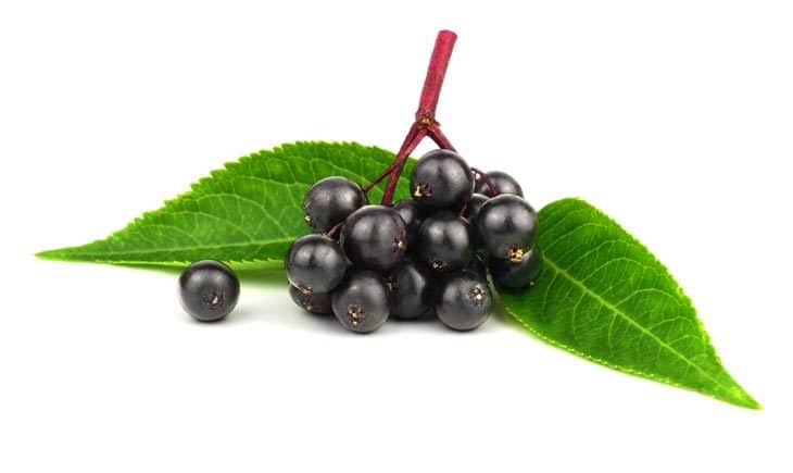 What Do Elderberries Taste Like? Can You Eat Them Raw?