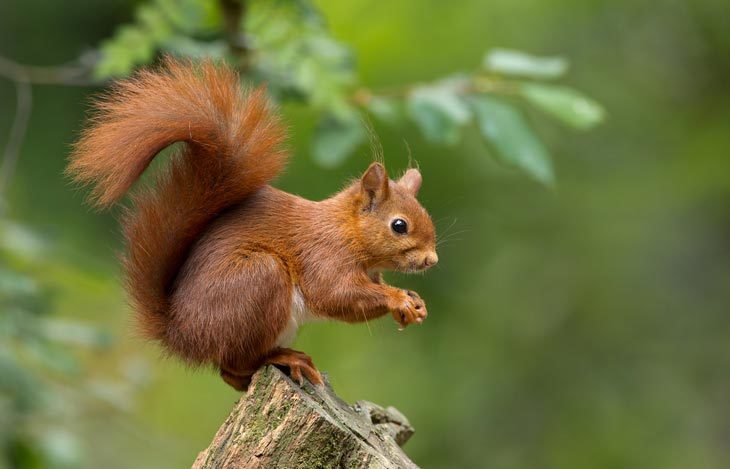 What Does Squirrel Taste Like? – Is It Worth The Try?