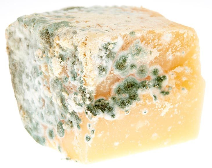 Moldy cheese