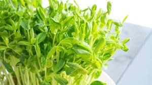 Pea Shoots Substitute: 8 Best Alternatives!
