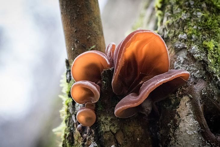 8 Best Wood Ear Mushroom Substitute Will Make You Surprised