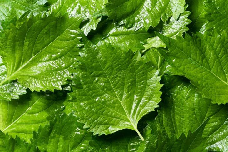 shiso substitute