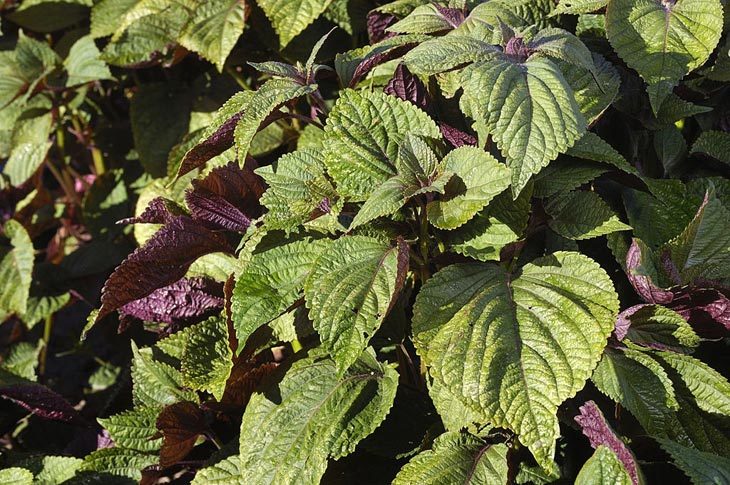 substitute for shiso