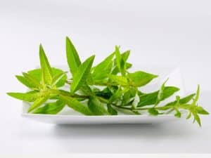 5 Best Lemon Verbena Substitutes