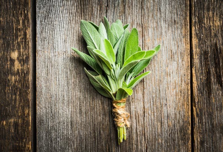 11 Best Sage Substitute That You Can’t Ignored