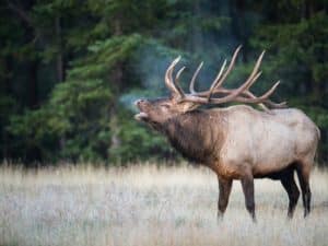 What Does Elk Taste Like?