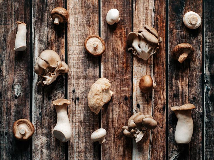 Characteristics Of Mushrooms