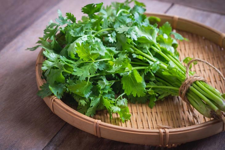 How Long Does Cilantro Last? Best Way To Store Fresh Cilantro In The Fridge