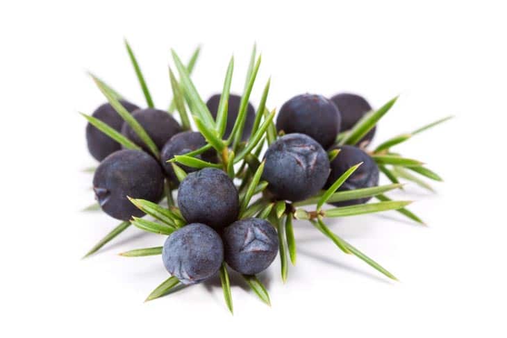 juniper berry substitute