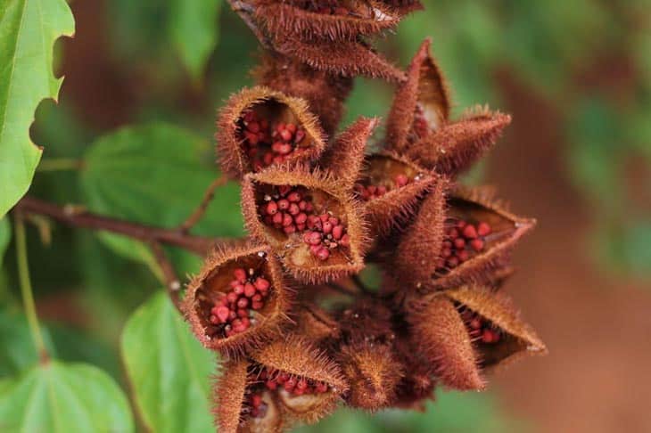 Substitute For Annatto