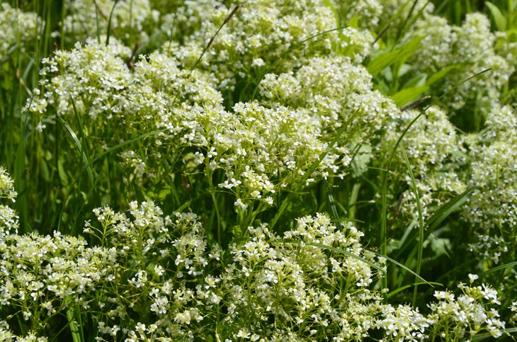 Pepperwort