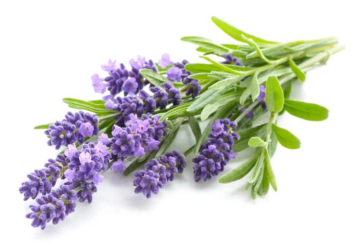 lavender substitute