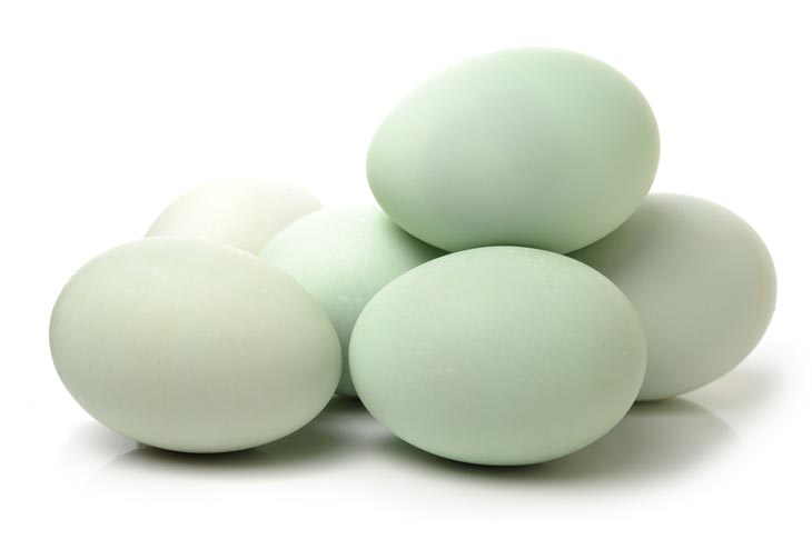 About Duck Eggs