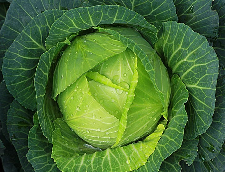 Overview of Cabbage
