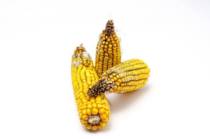 What Does Bad Corn Look Like