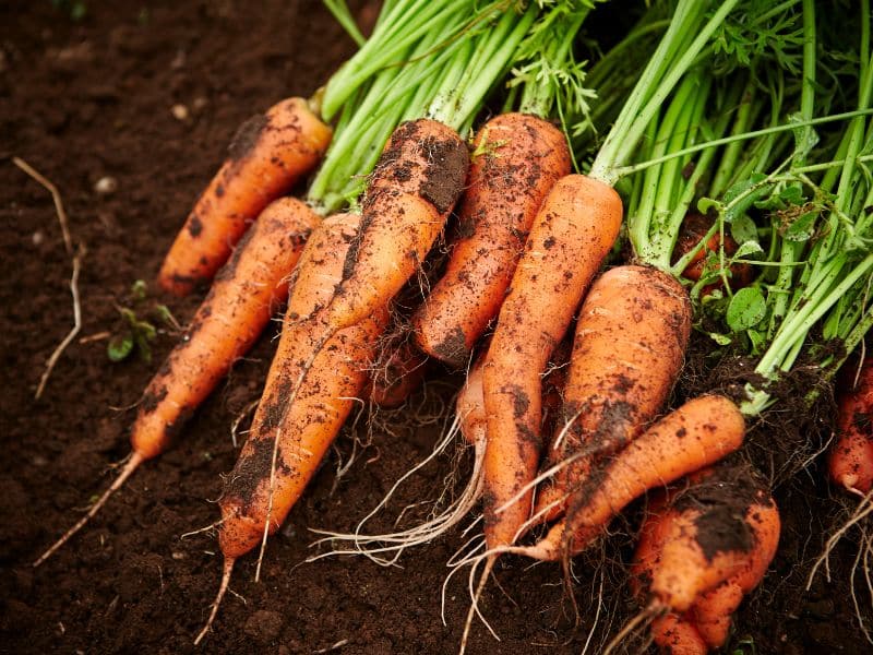 How Long Do Carrots Last In The Fridge?