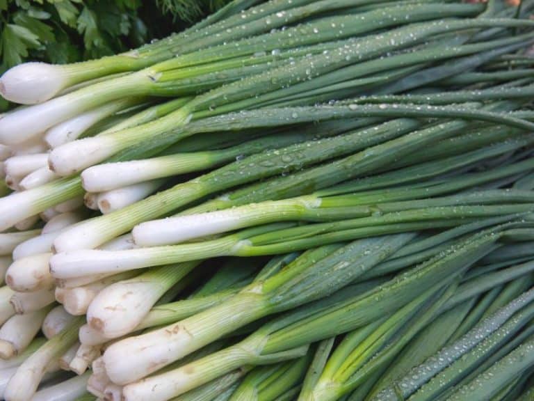 InDepth Guide on How To Tell If Green Onions Are Bad