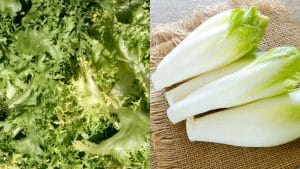 6 Best Endive Substitute That Will Make You Surprised